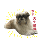 Shih Tzu Dodo Baby（個別スタンプ：9）