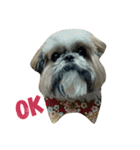 Shih Tzu Dodo Baby（個別スタンプ：13）