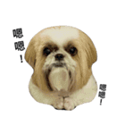 Shih Tzu Dodo Baby（個別スタンプ：14）