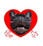 French Bulldog Funny daily 2（個別スタンプ：1）