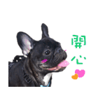 French Bulldog Funny daily 2（個別スタンプ：3）