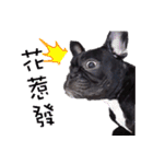 French Bulldog Funny daily 2（個別スタンプ：4）