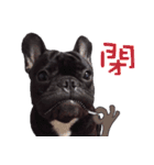 French Bulldog Funny daily 2（個別スタンプ：5）