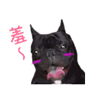 French Bulldog Funny daily 2（個別スタンプ：6）