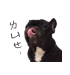 French Bulldog Funny daily 2（個別スタンプ：7）