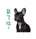 French Bulldog Funny daily 2（個別スタンプ：8）