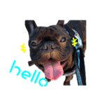 French Bulldog Funny daily 2（個別スタンプ：9）