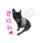 French Bulldog Funny daily 2（個別スタンプ：11）