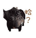 French Bulldog Funny daily 2（個別スタンプ：12）