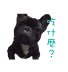 French Bulldog Funny daily 2（個別スタンプ：13）