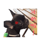 French Bulldog Funny daily 2（個別スタンプ：14）