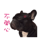 French Bulldog Funny daily 2（個別スタンプ：15）