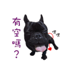 French Bulldog Funny daily 2（個別スタンプ：16）