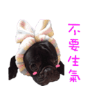 French Bulldog Funny daily 2（個別スタンプ：17）