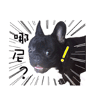 French Bulldog Funny daily 2（個別スタンプ：19）