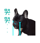 French Bulldog Funny daily 2（個別スタンプ：20）