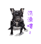 French Bulldog Funny daily 2（個別スタンプ：22）