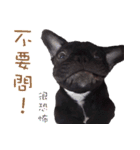 French Bulldog Funny daily 2（個別スタンプ：23）