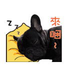 French Bulldog Funny daily 2（個別スタンプ：24）