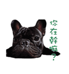 French Bulldog Funny daily 2（個別スタンプ：25）