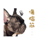 French Bulldog Funny daily 2（個別スタンプ：26）