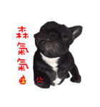 French Bulldog Funny daily 2（個別スタンプ：27）