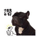 French Bulldog Funny daily 2（個別スタンプ：28）