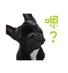 French Bulldog Funny daily 2（個別スタンプ：31）