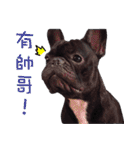 French Bulldog Funny daily 2（個別スタンプ：32）