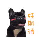 French Bulldog Funny daily 2（個別スタンプ：33）