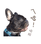 French Bulldog Funny daily 2（個別スタンプ：34）