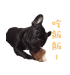 French Bulldog Funny daily 2（個別スタンプ：35）