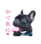 French Bulldog Funny daily 2（個別スタンプ：36）