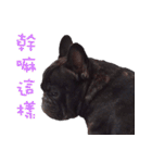 French Bulldog Funny daily 2（個別スタンプ：37）