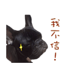 French Bulldog Funny daily 2（個別スタンプ：39）