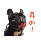 French Bulldog Funny daily 2（個別スタンプ：40）