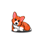 Sammie the corgi（個別スタンプ：1）