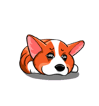 Sammie the corgi（個別スタンプ：13）