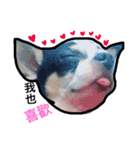 Chihuahua cow（個別スタンプ：6）