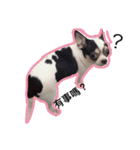 Chihuahua cow（個別スタンプ：8）