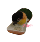 Annie bird（個別スタンプ：7）