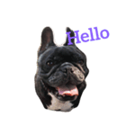 A lovable Frenchbulldog（個別スタンプ：1）