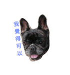 A lovable Frenchbulldog（個別スタンプ：4）