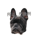 A lovable Frenchbulldog（個別スタンプ：5）