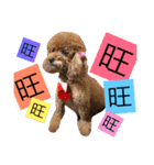 Poodle kitty daily（個別スタンプ：1）