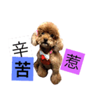 Poodle kitty daily（個別スタンプ：2）