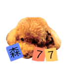 Poodle kitty daily（個別スタンプ：6）