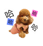 Poodle kitty daily（個別スタンプ：8）