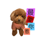 Poodle kitty daily（個別スタンプ：11）