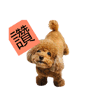 Poodle kitty daily（個別スタンプ：12）